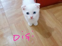 Scottish fold ve straight longhair yavrular