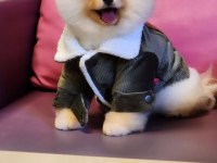 7 Aylık Teddy Bear Pomeranian BOO Erkek