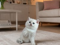 Safkan British Shorthair Yavrular