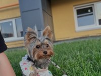 Yorkshire terrier çok sevecen eğitimli