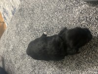 4 tane yorkshire terrier