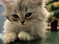 Silver British Longhair Yavrumuz