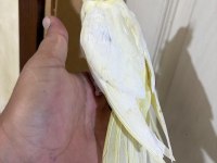 46 GÜNLÜK LUTİNO BEBEK SULTAN PAPAĞANI