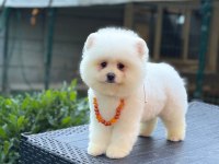 Pamuk Şekeri Pomeranian Boo