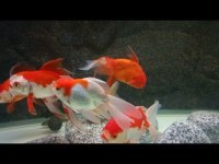 Pasifik PetShop dan XXL ORANDO JAPONLAR