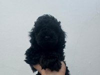 Siyah Toy Poodle Yavrularımız Ömürlük Aileleri Bekliyor