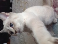 British shorthair blue point (mavi gözlü yavru)