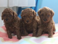 A kalite poodle bebekler her renk var