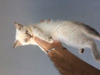 British shorthair ve scottish fold yavrular