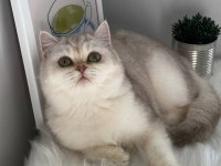 British Shorthair ve British Longhair Safkan Yavrular