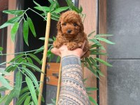 ORJİNAL IRK VE SAĞLIK GARANTİLİ POODLE YAVRULAR
