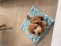 Poodle ve Terrier kırması