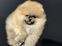Tea cup sçr li pomeranian yavrular petmode den