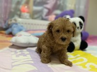 ORJİNAL F1 MALTIPOO 3.NESİL SHOW KALİTE