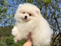 KUSURSUZ KARBEYAZ DİŞİ POMERANİAN BOO