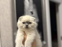 SCOTTISH FOLD BLUE POİNT YAVRULARIM
