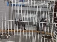 2 adet 4 yaşında jako papağanı acil satılık
