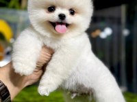 Pomeranian Boo Yavruları Tuvalet Eğitimi Başlanmış