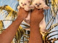 Elma şekeri british shorthair ve scottish