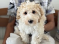 Wc Eğitimli Maltipoo Yavrularımızı Canlı Görün