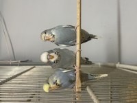 Fethiye Muhabbet Kuşu Show Jumbo Yavru