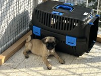 Erkek pug mops 55 günlük