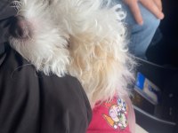 5 aylık maltipoo yavru
