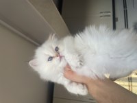 Üst kalite british longhair dişi yavrularım