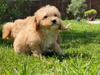 RUHSATLİ ÇİFLİKTEN MALTİPOO YAVRULARİ 
