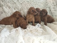 Sevimli ve Oyuncu Toy Poodle Yavrularımız