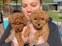 Red Brown Toy Poodle Yavruları İstanbul