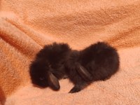 Hollanda teddy lop tavşanı
