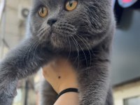 British shorthair dişi 4 aylık mamaya sahiplendirilecek