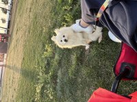 1.5 yaşında dişi pomeranian spitz