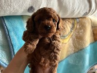 3 Kilo Toy Poodle Yavrularımız Hazır