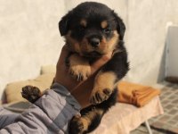 TÜRKİYE GENELİ IRK SAĞLIK VE KAPIDA ÖDEME GARANTİLİ