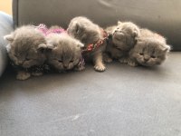 Dişi Tombul Scottish Fold Yavrular