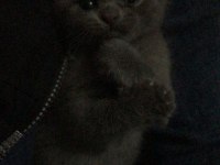 Scottish fold yavru kedimi ve annesini sahiplendiriyorum