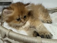 2 aylık british longhair yavrular yuva beklemektedir