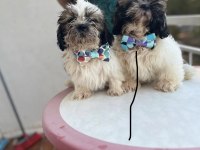 Shih-tzu bebeklerimiz yeni evlerini arıyor (2 adet erkek)