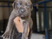 Üst Kalite Cane Corso Yavruları