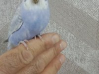 30 günlük erkek yavru muhabbet kuşu