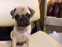 Hamburger Face Gül Kuyruk Pug Mops Bebek