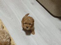 BİRBİRİNDEN TATLI KALİTELİ TOY POODLE YAVRULARIMIZ