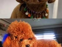 15 GÜNLÜK KORE KAN SAFKAN TOY POODLE BEBEKLER