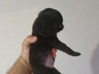 Siyah erkek pug yavru