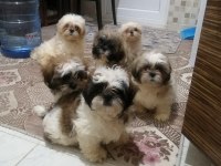 Yeni yıl şekerleri shih tzu yavrularımız