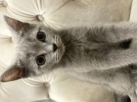 Sahiplendirme british shorthair