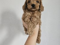 Toy poodle yavrularımız