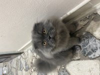 Yavrumun yavrusu british longhair